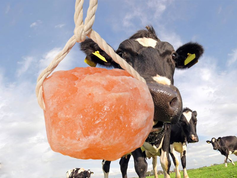 Himalayan Salt Lick for Animals 3-5KG