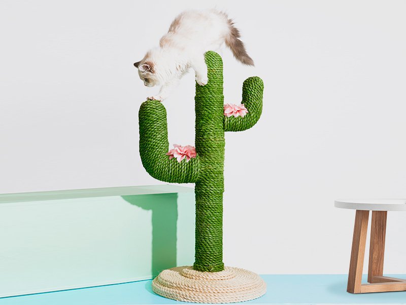 cat scratching post nz