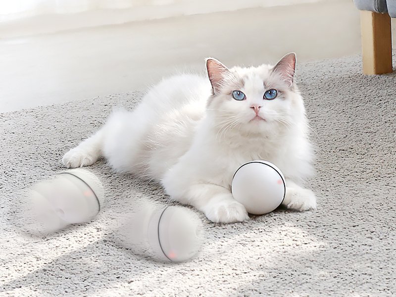 Cat Toy LED Ball WHITE Crazy Sales We have the best daily deals
